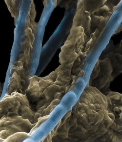 Illustration for article titled Scientists discover living power cables made from bacteria